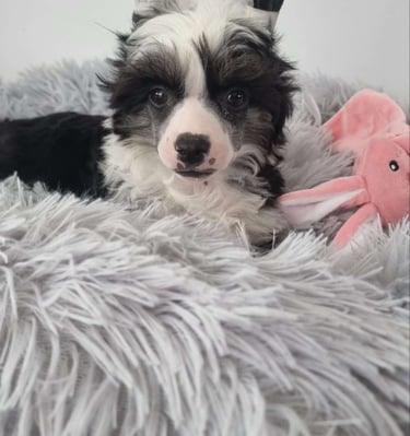 JCH. Elliniko Dream Of Coffee Fci Grakstuole FCI