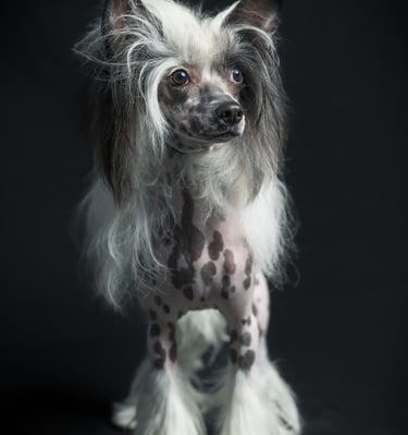 a dog with a long hair and a white dog with a long hair