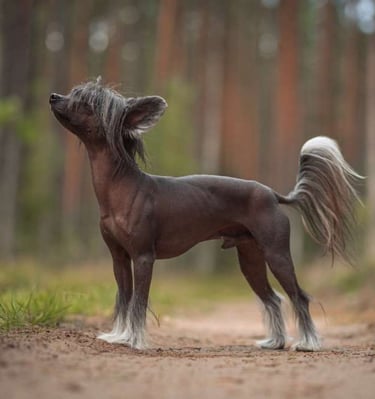 a dog with a long hair and a long tail