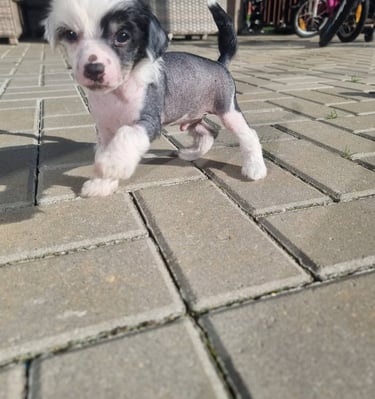 a small dog is standing on a brick wall