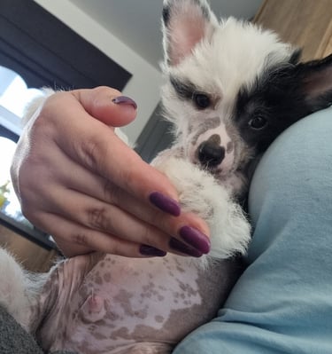 a dog is sitting on a person's lap and holding a stuffed animal