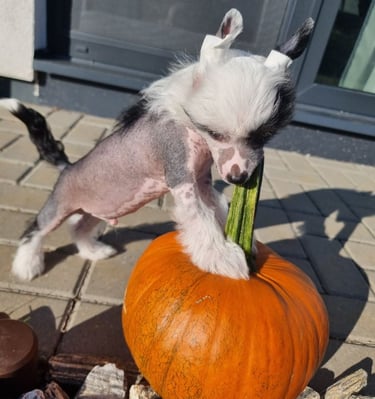 a dog is standing on a brick wall