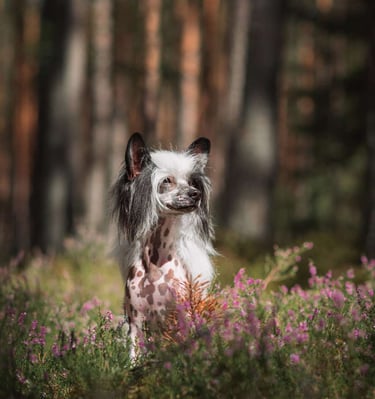 a dog sitting in the grass with a dog