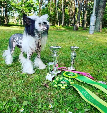 BOB, BIS JUNIOR-4, BIG-4 Grakstuole