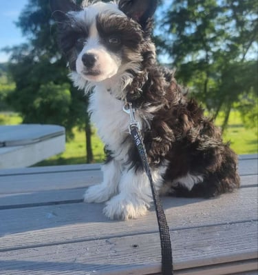 3 Months Grakstuole FCI