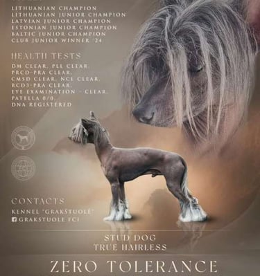 šuo su šunimi plakate