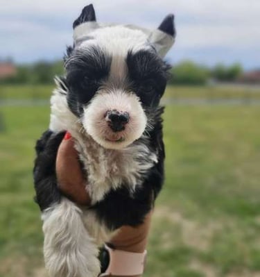 a small black and white puppy dog in a persons hand
