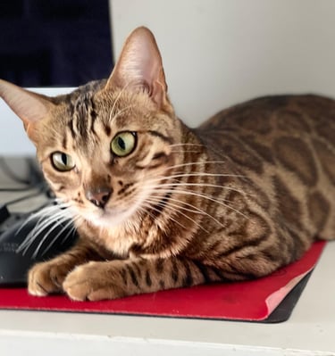 Gato Bengalí