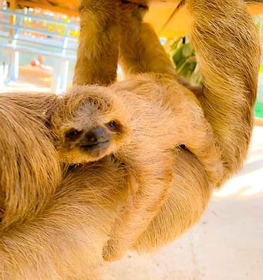 Sloth Encounters