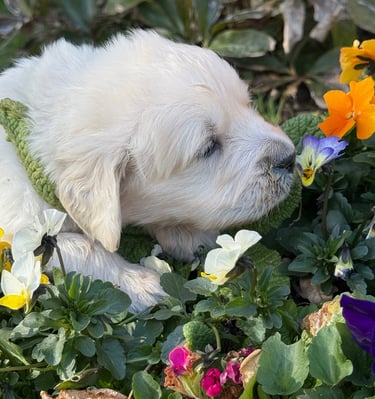 I am a bee I can fly If you come closer I will sniff you as well.