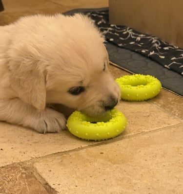 What is this? and why are there two of them?