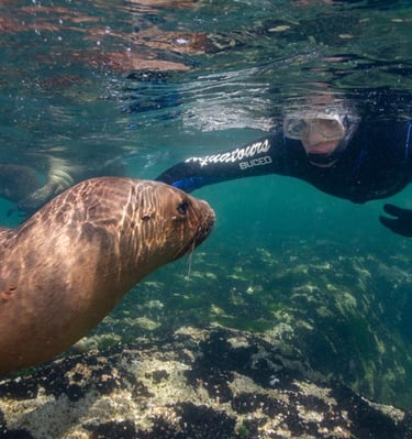 buceo con lobos marinos