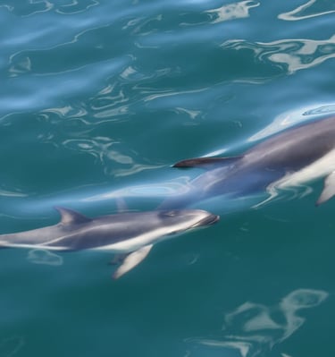 avistaje de delfines