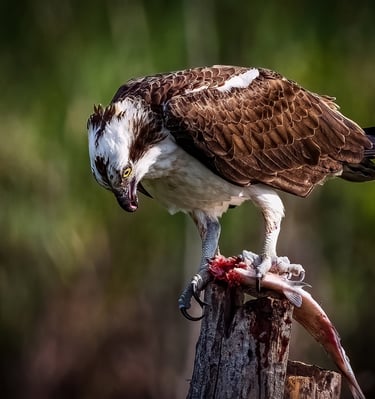 Osprey & Dinner
