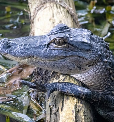 Gator Smile