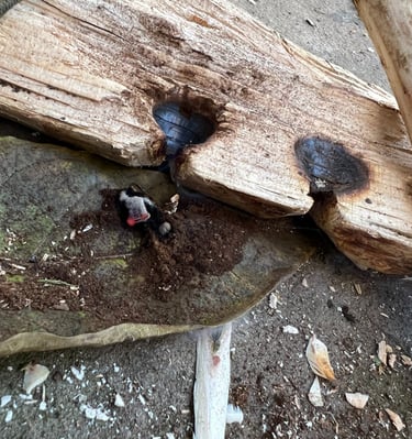 Harvesting a coal from a bow drill