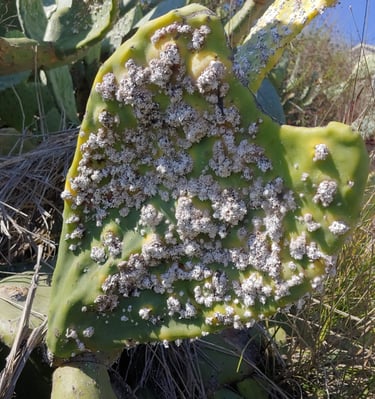 Wild cochineal.