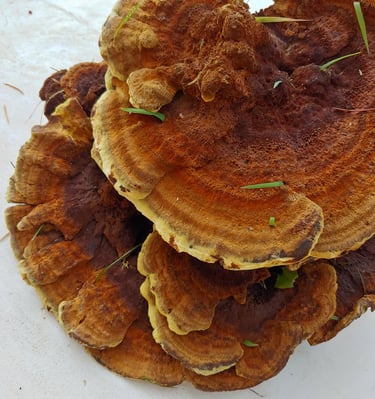 Phaeolus schweinitzii also known as Dyers Polypore