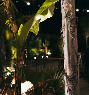 plantes du jardin au Restaurant et bar Les Jardins de Beo à Canet-en-Roussillon