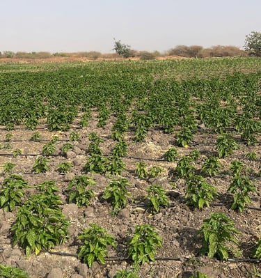 Young green pepper plants growing in rows with a drip irrigation system in a farm field.