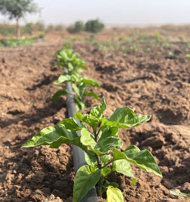 Young green pepper plants growing in a row with a drip irrigation system in a farm field.