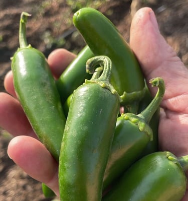 A handful of fresh, organic green jalapeno peppers harvested from a garden.