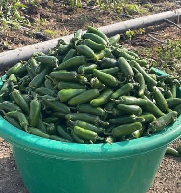 A green plastic tub filled with fresh-picked jalapeno peppers on a farm with irrigation pipes.