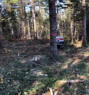 Bobcat excavator clearing brush and small trees in a dense forest during land clearing.