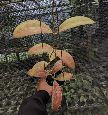 Hoya aff. lambii sun-stressed with reddish leaves and prominent veins