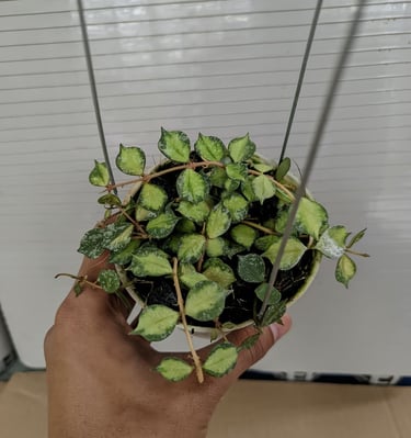 Hoya curtisii inner variegated with splash leaves and creamy center
