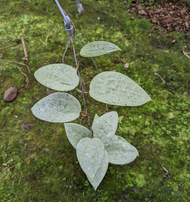 Hoya glabra ‘Gin’ with glossy green leaves and distinctive venation