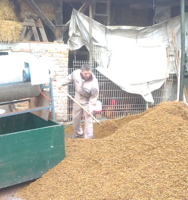 Prvo prosijavanje sjemenki grožđa - naš početak