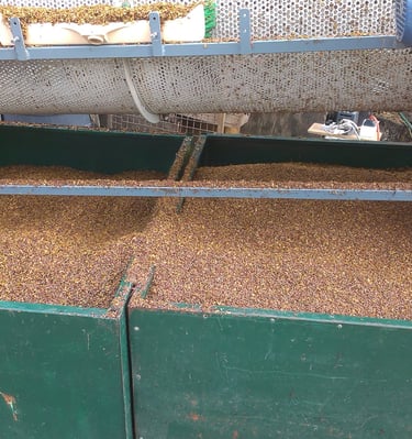 Prosijane sjemenke ispod stroja za prosijavanje