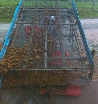 Improvizirano sito za prosijavanje komine