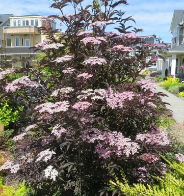 Šeivamedis juodauogis