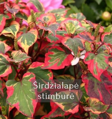 Širdžialapė stimburė