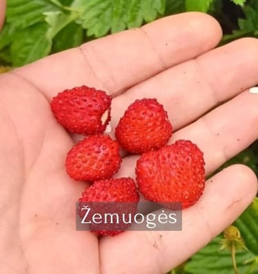 Žemuogės remontantinės