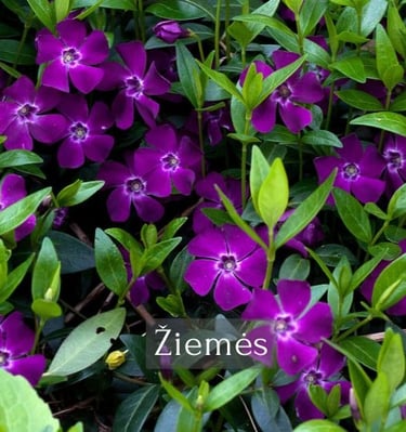 Žiemės