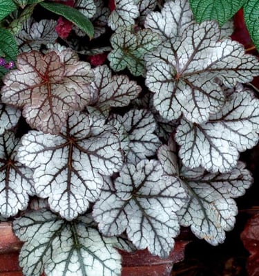 Alūnės sidabrinio atspalvio