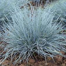 Festuca Elijah Blue