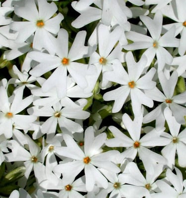 Kiliminis flioksas su baltais žiedais