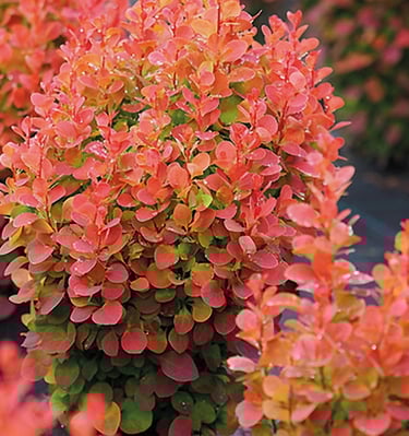 Raugerškis Florence raudonais lapeliais