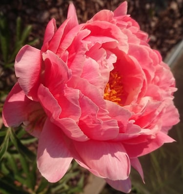 Koralinės spalvos bijūnas