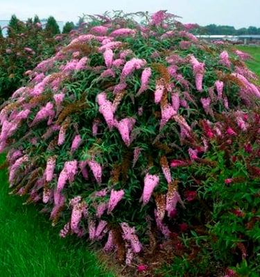 Rožinė budlėja - drugelių krūmas