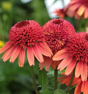 Ežiuolė Carrot Cake
