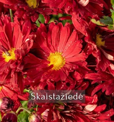 Skaistažiedė chrizantema