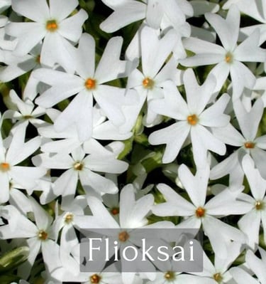 Flioksai
