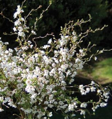 Sakura krūmas baltais žiedais
