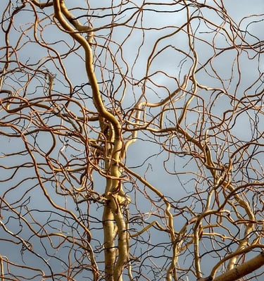 Garbanoto karklo šakelės