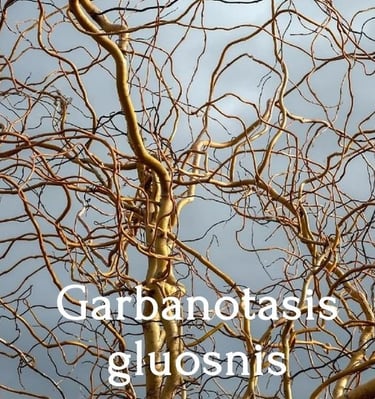 Garbanotasis gluosnis